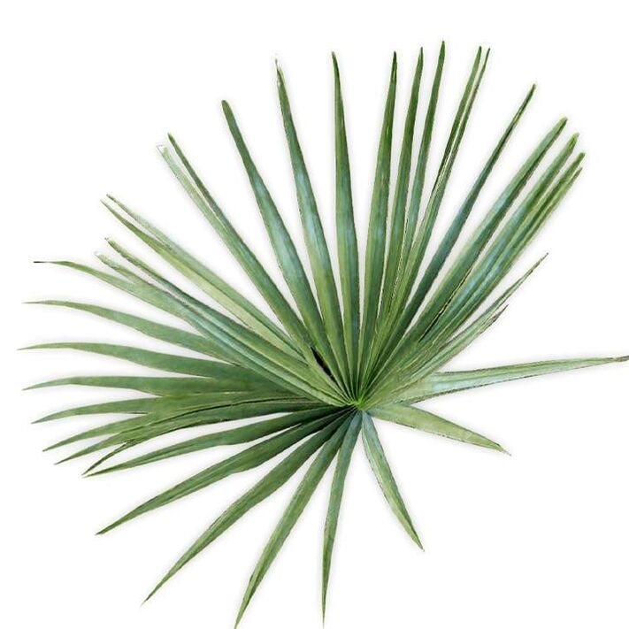 ص palmetto - ساخت UltraMax Testo Enhancer